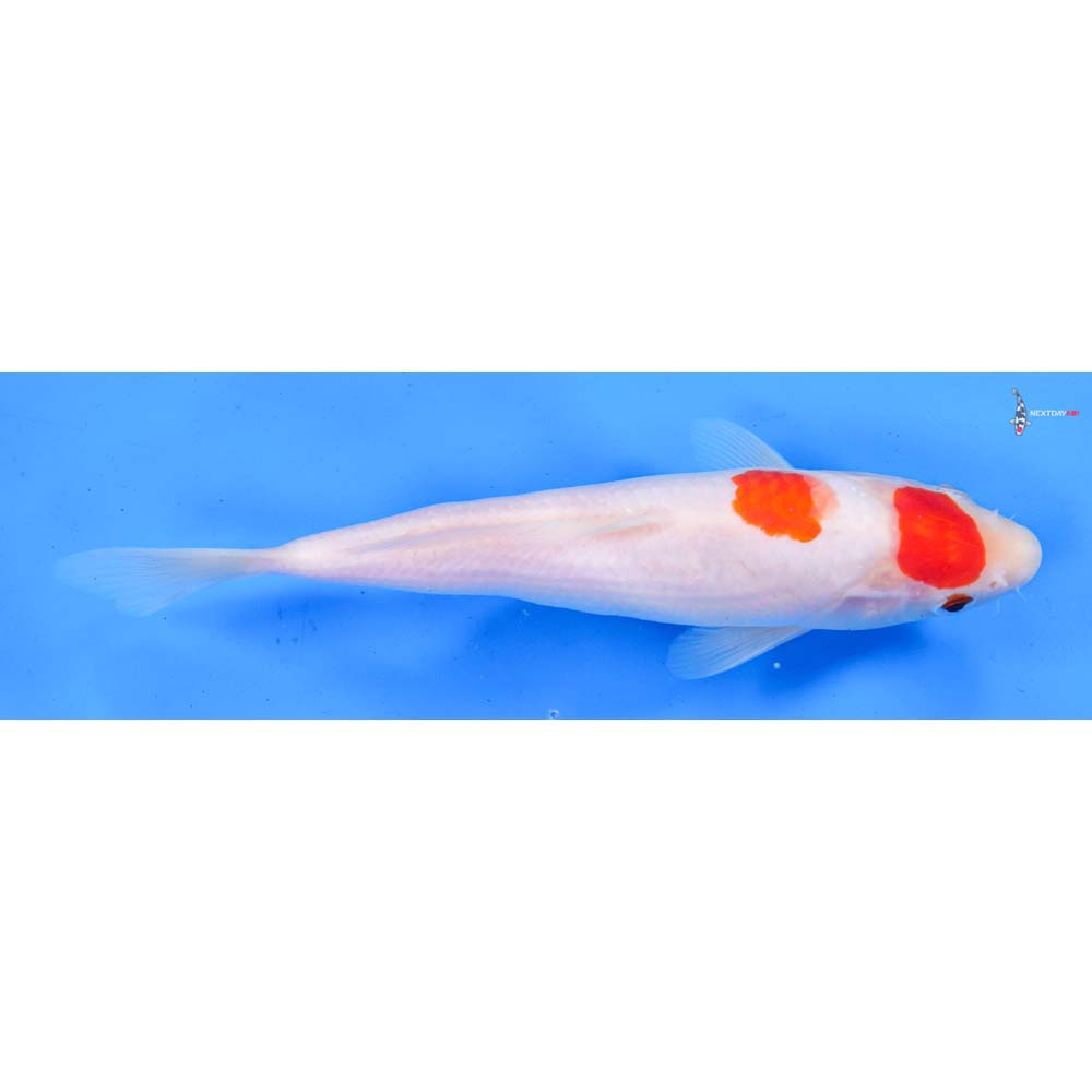8” Imported Kohaku