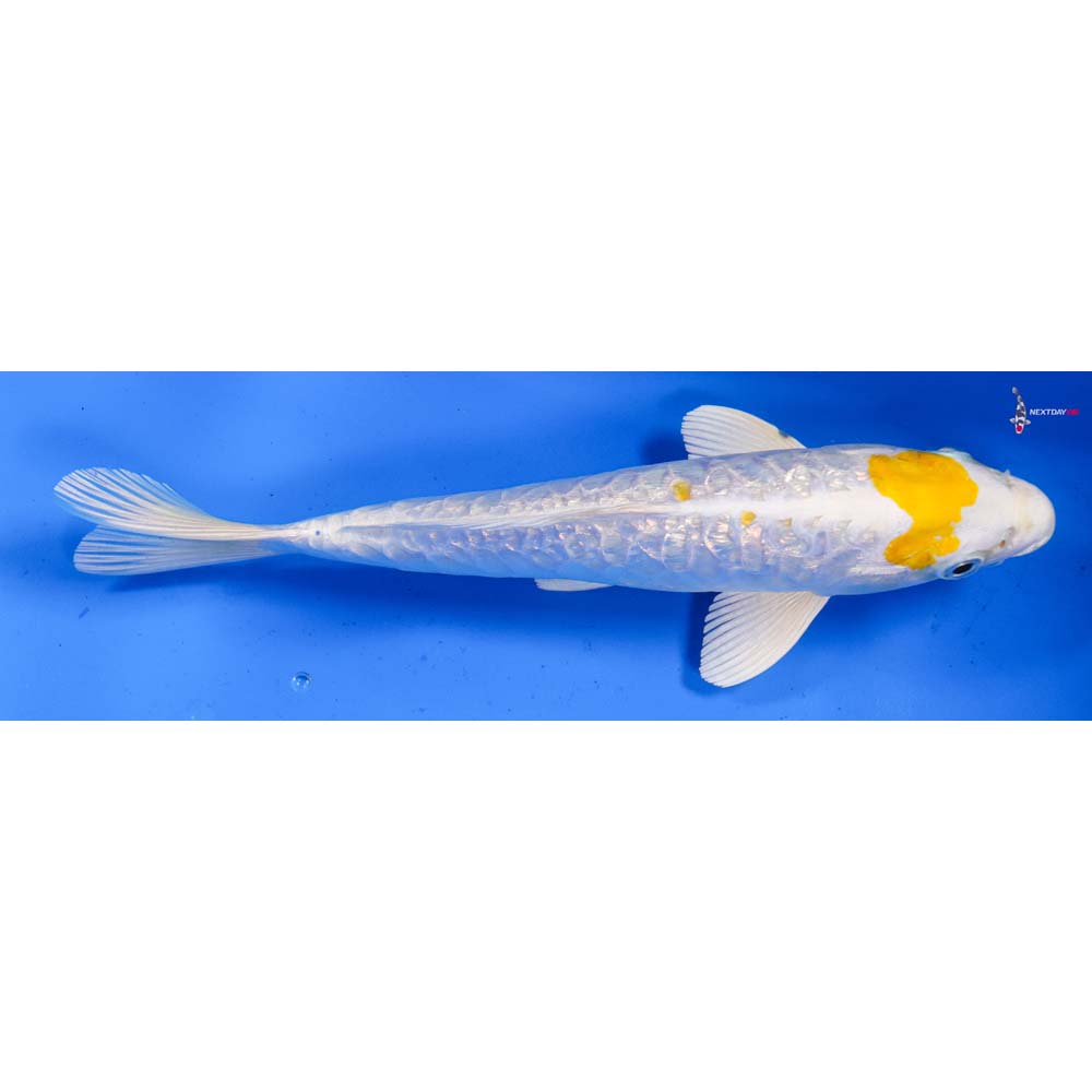 8” Imported Armor Scaled Gin Rin Lemon Hariwake
