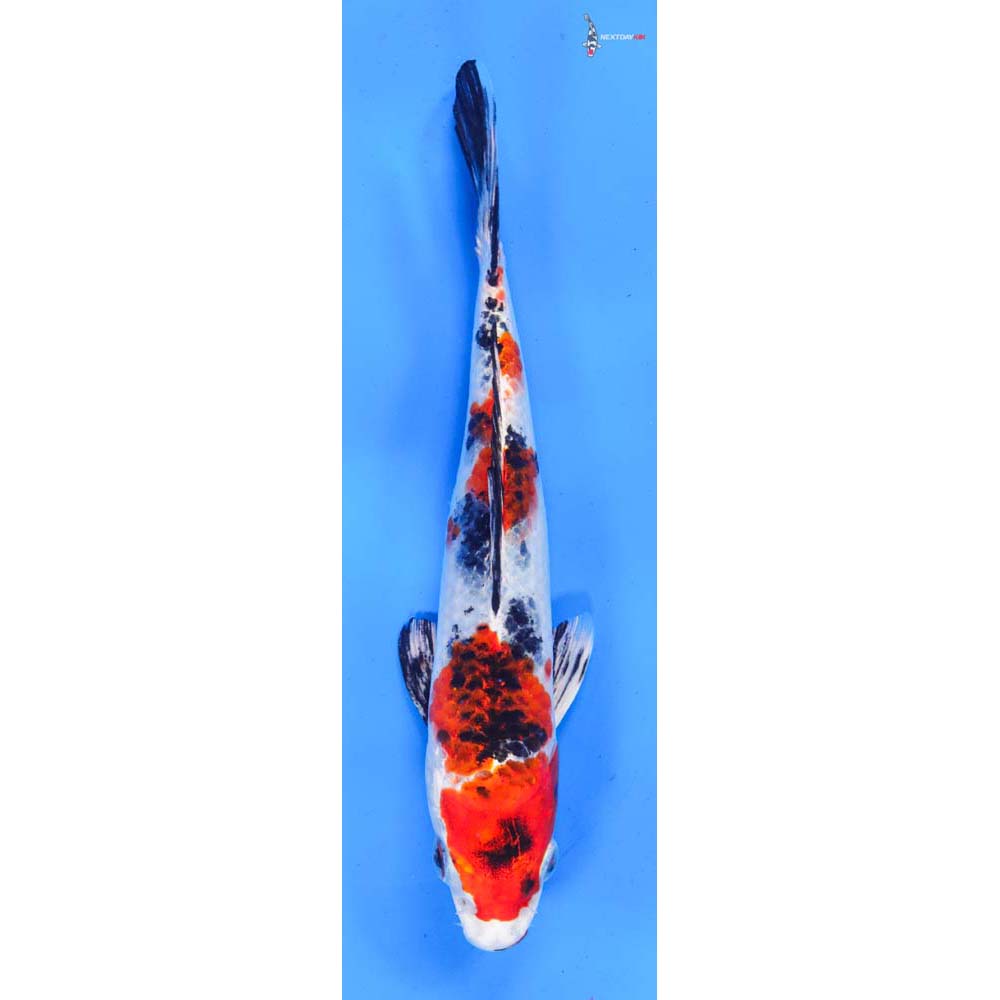 7.5” Imported Yamato Nishiki