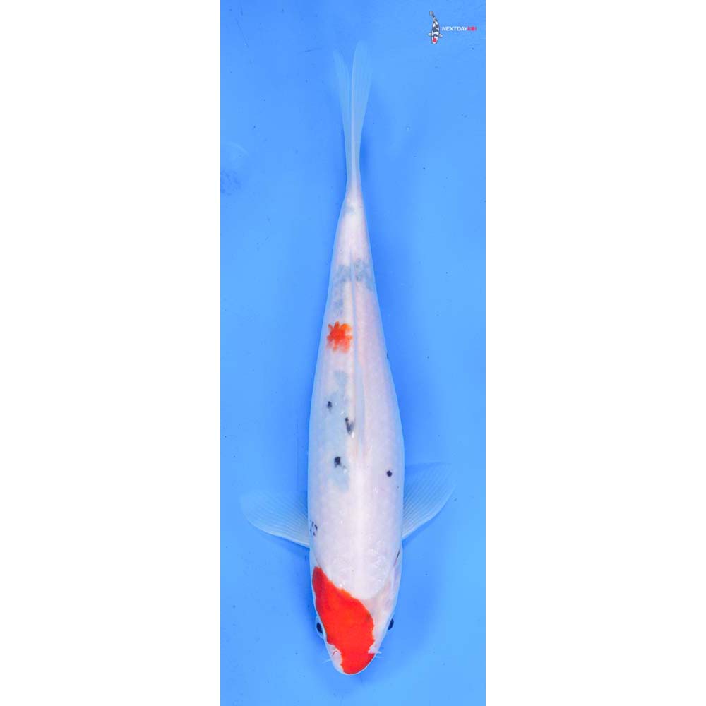 8.5” Imported Sanke