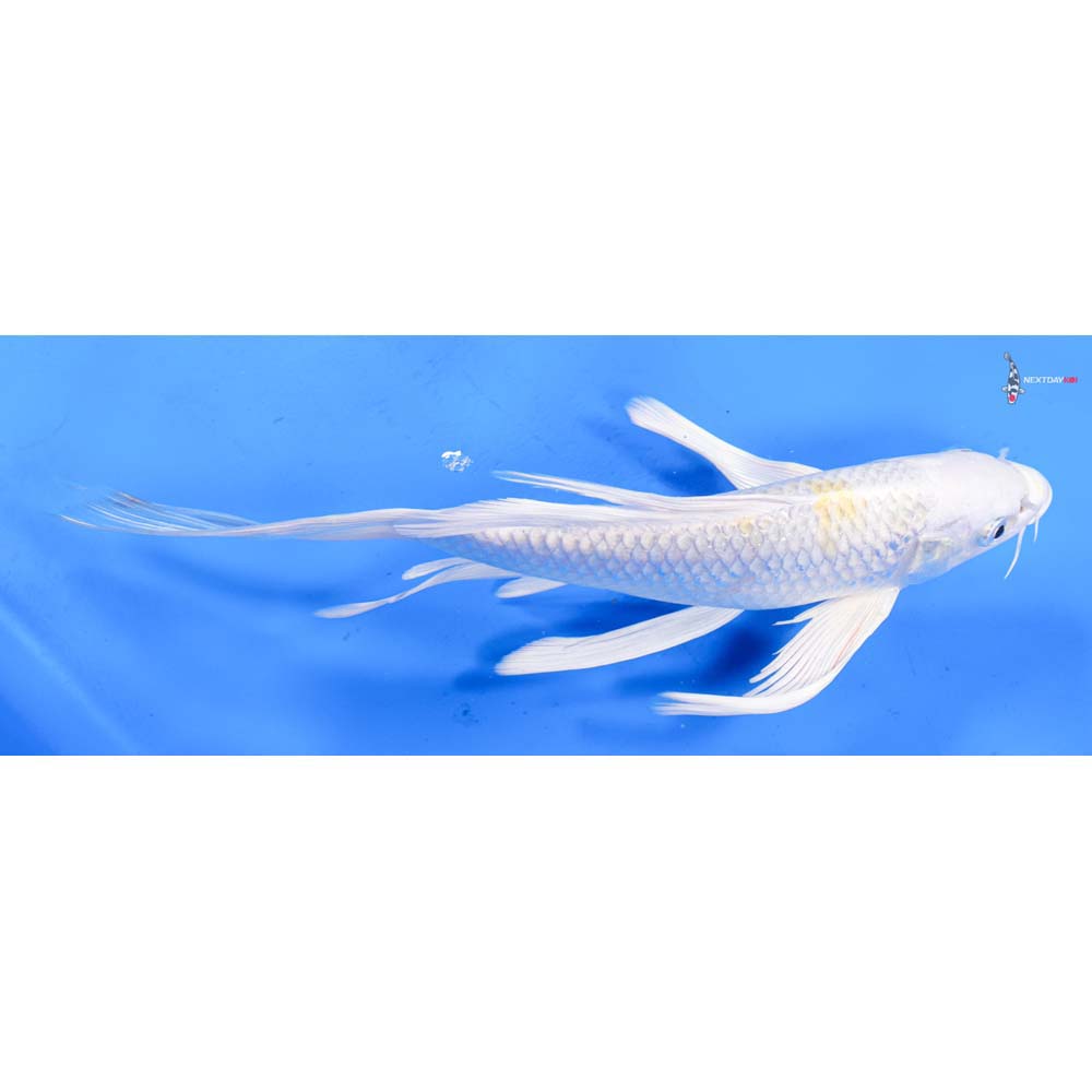 9.5” Imported Lemon Hariwake Butterfly Koi