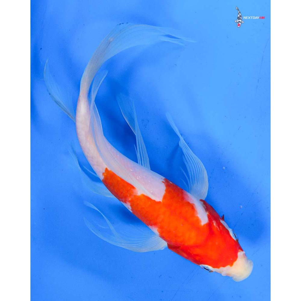 9.5” Imported Kohaku Butterfly Koi