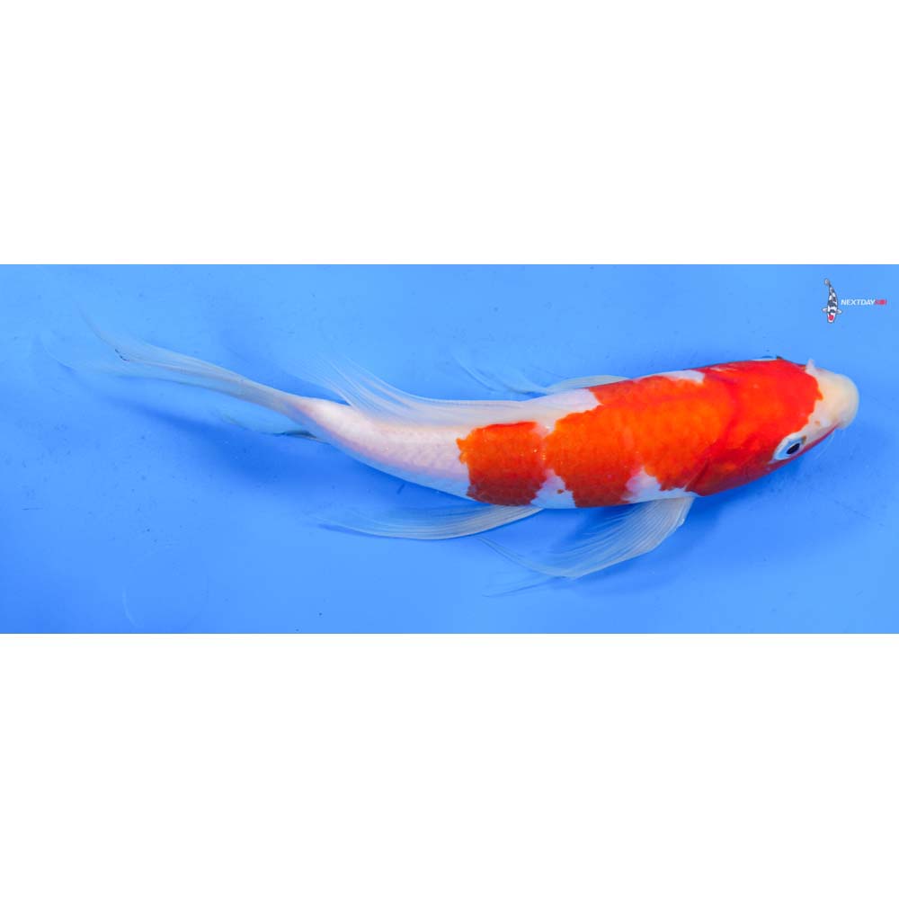 9.5” Imported Kohaku Butterfly Koi