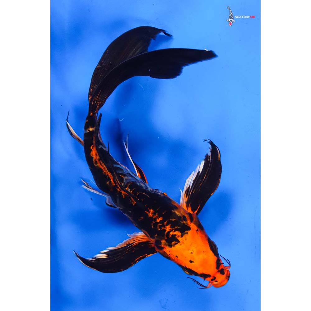 9.5” Imported Kin Kikokuryu Butterfly Koi