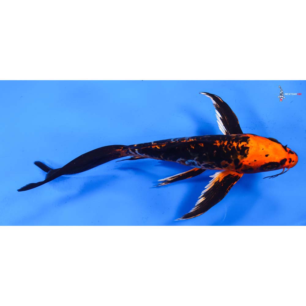 9.5” Imported Kin Kikokuryu Butterfly Koi