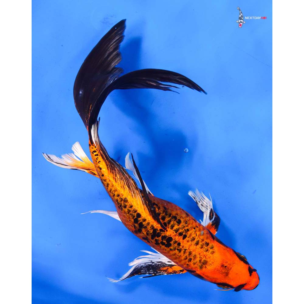 9.5” Imported Orenji Matsuba Butterfly Koi