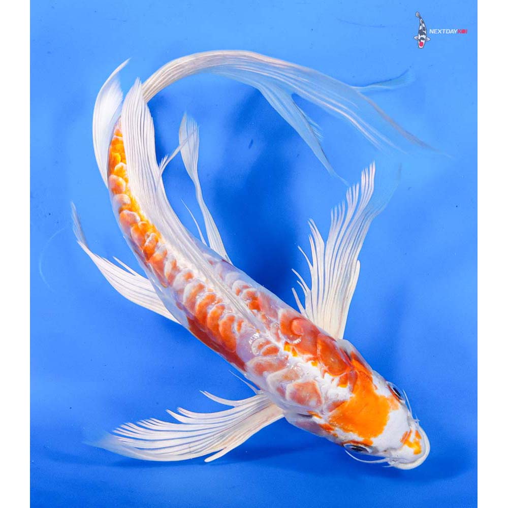 10” Imported Kikusui Butterfly Koi