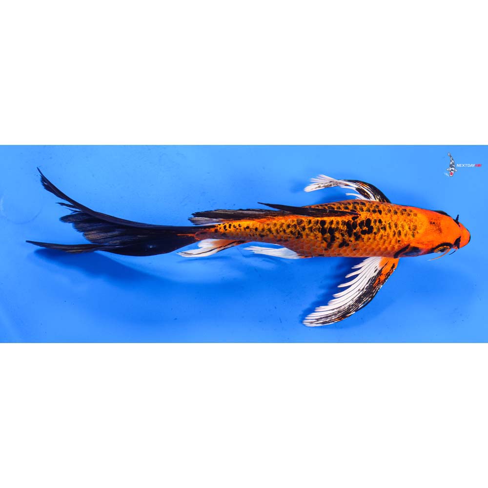 9.5” Imported Orenji Matsuba Butterfly Koi