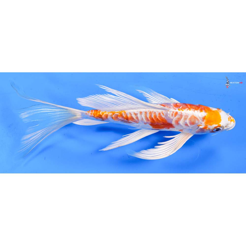 10” Imported Kikusui Butterfly Koi