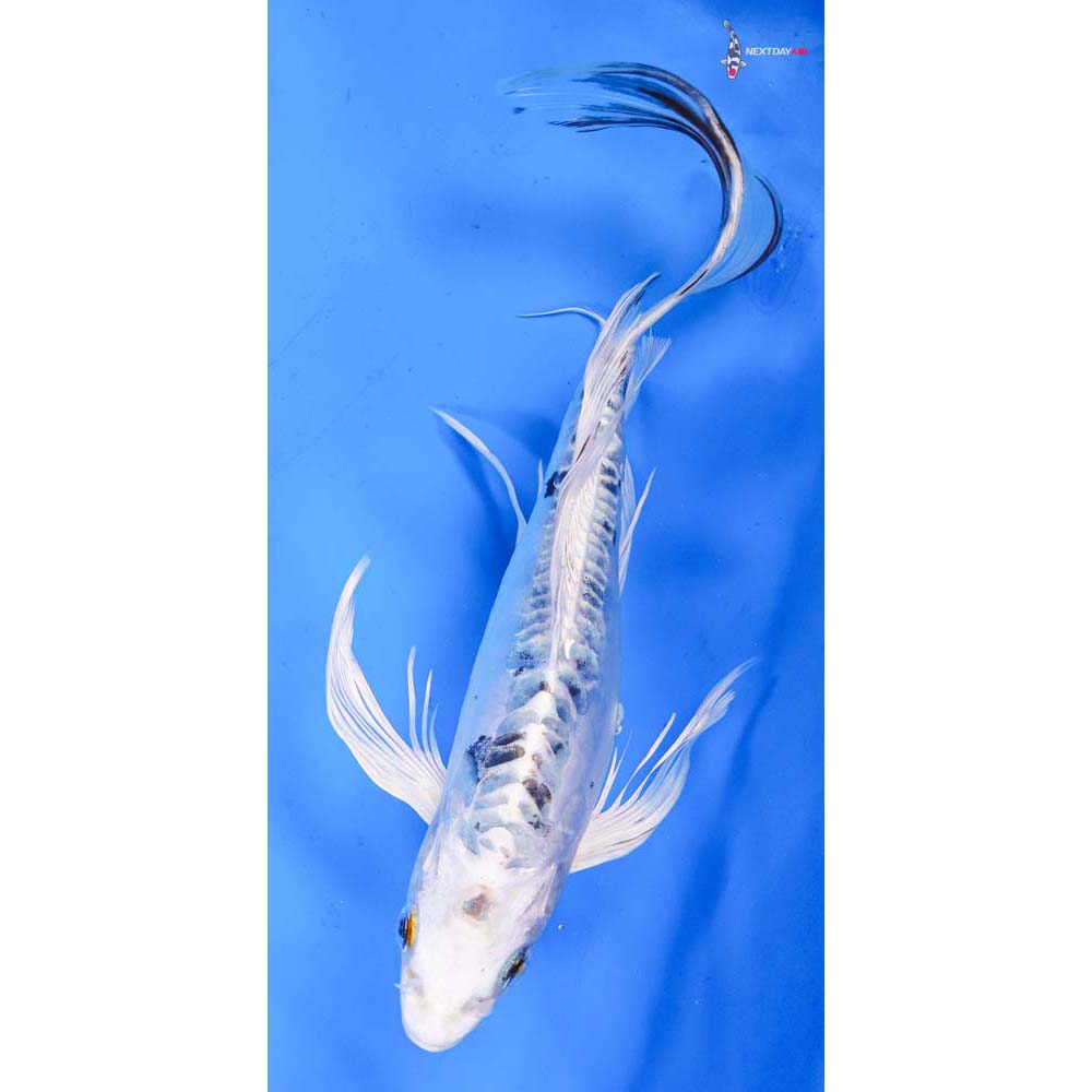 9” Imported Doitsu Gin Shiro Bekko Butterfly Koi