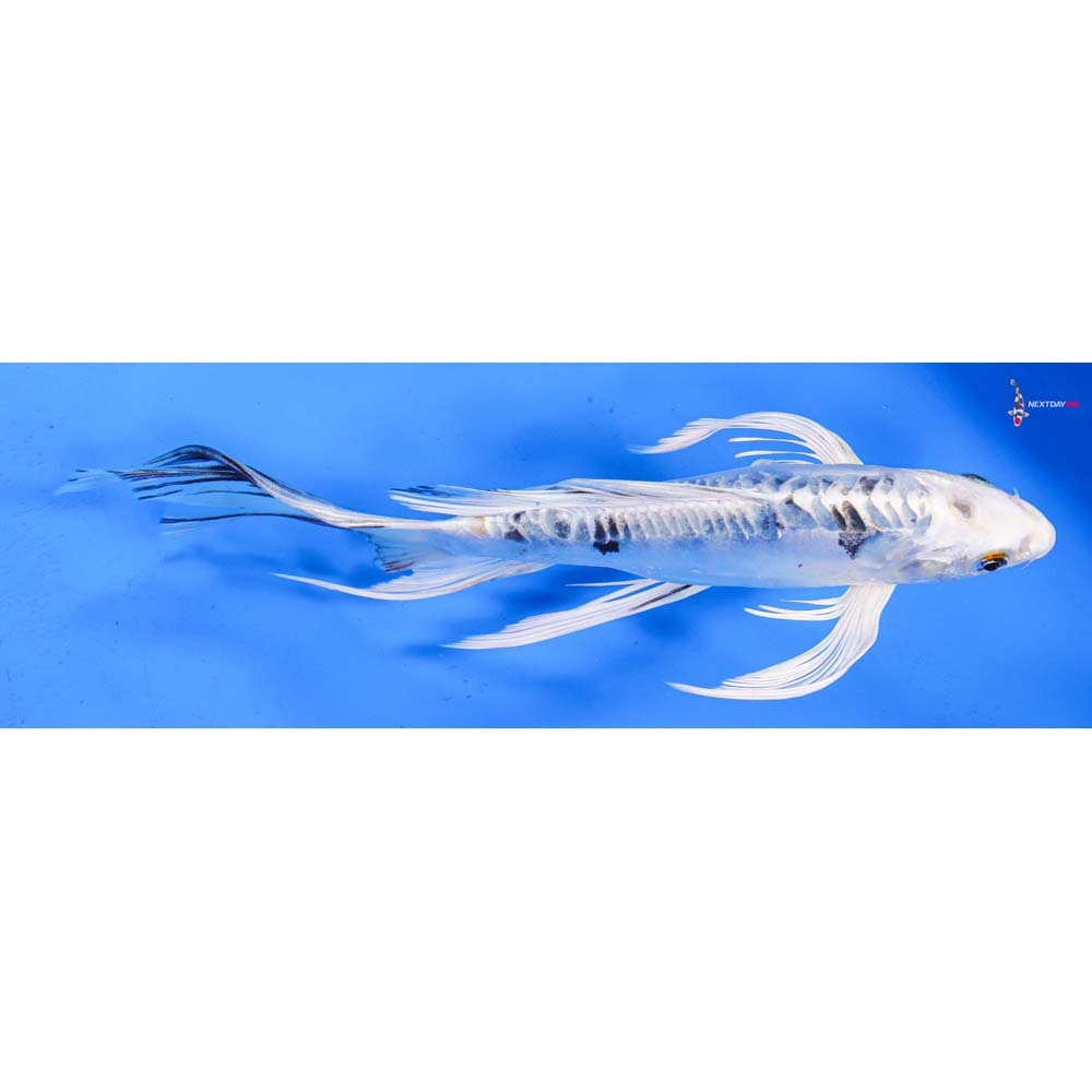9” Imported Doitsu Gin Shiro Bekko Butterfly Koi