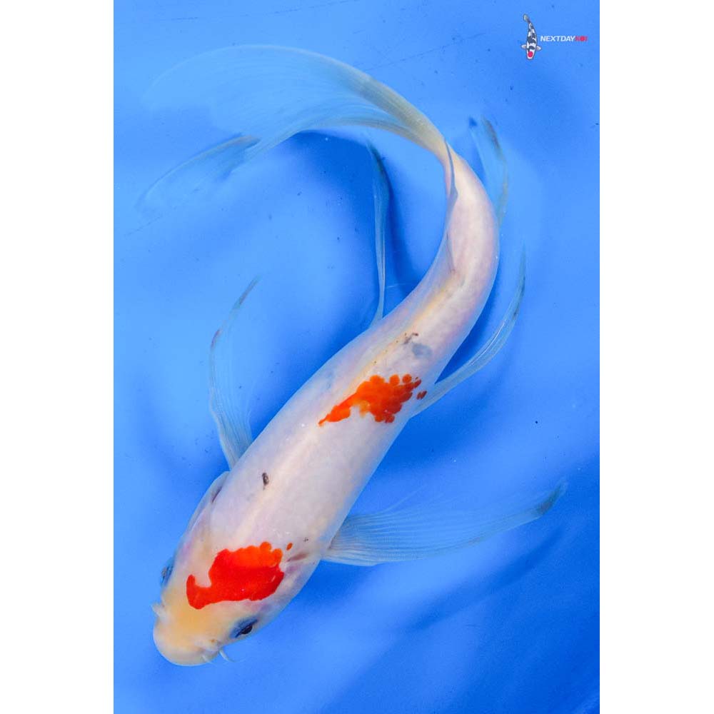 9” Imported Sanke Butterfly Koi