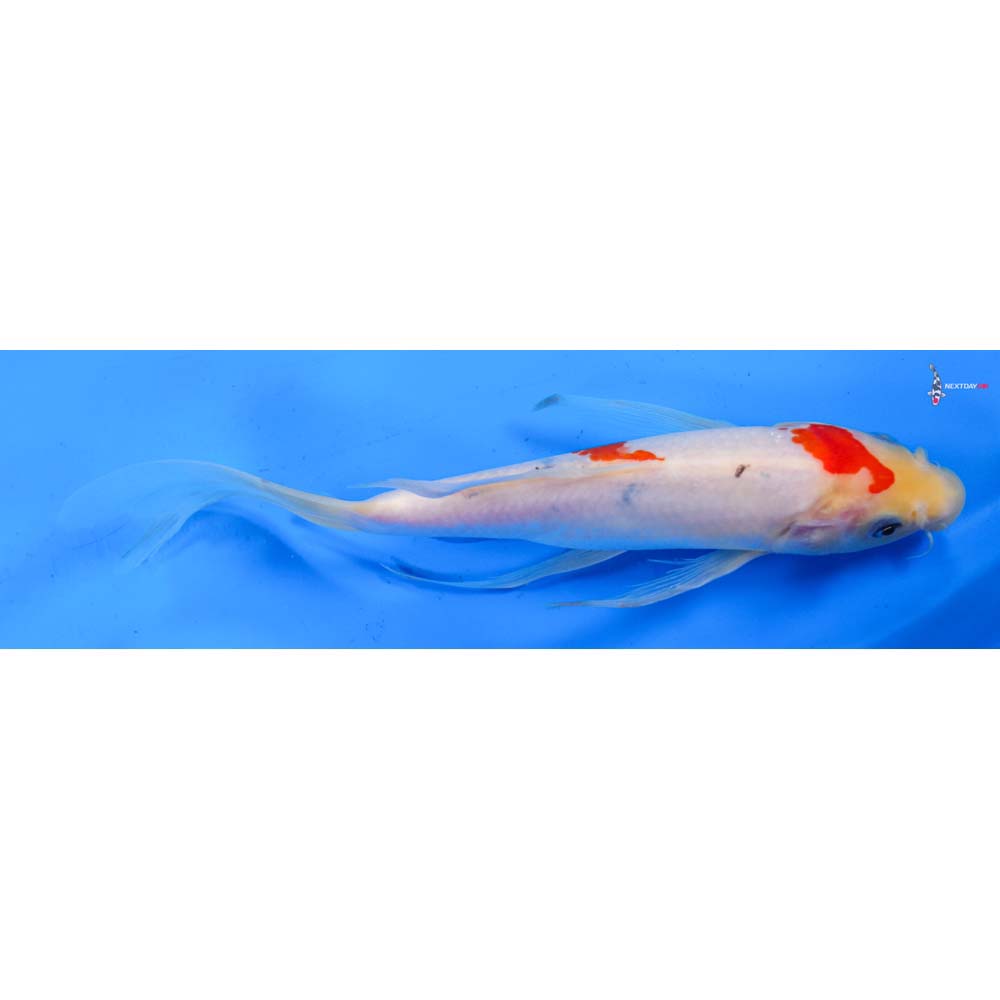 9” Imported Sanke Butterfly Koi