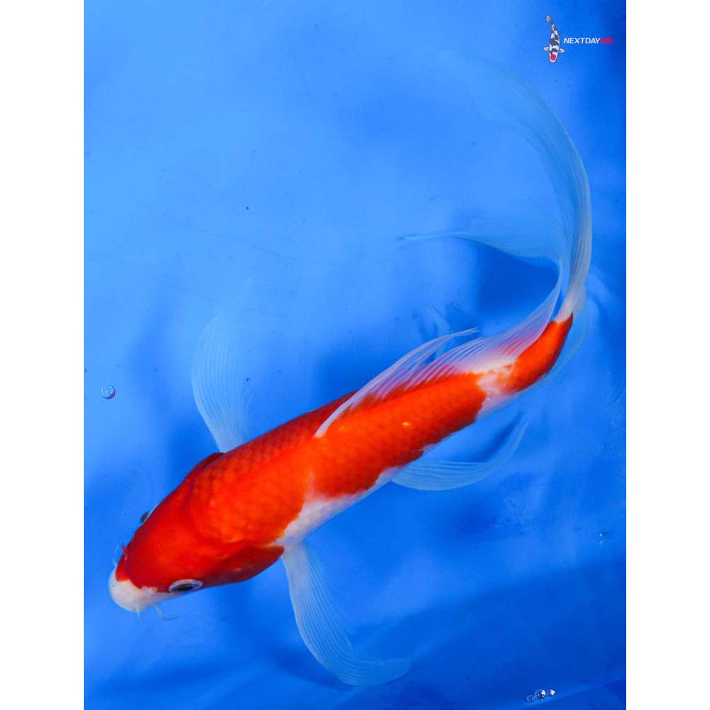 9” Imported Sanke Butterfly Koi