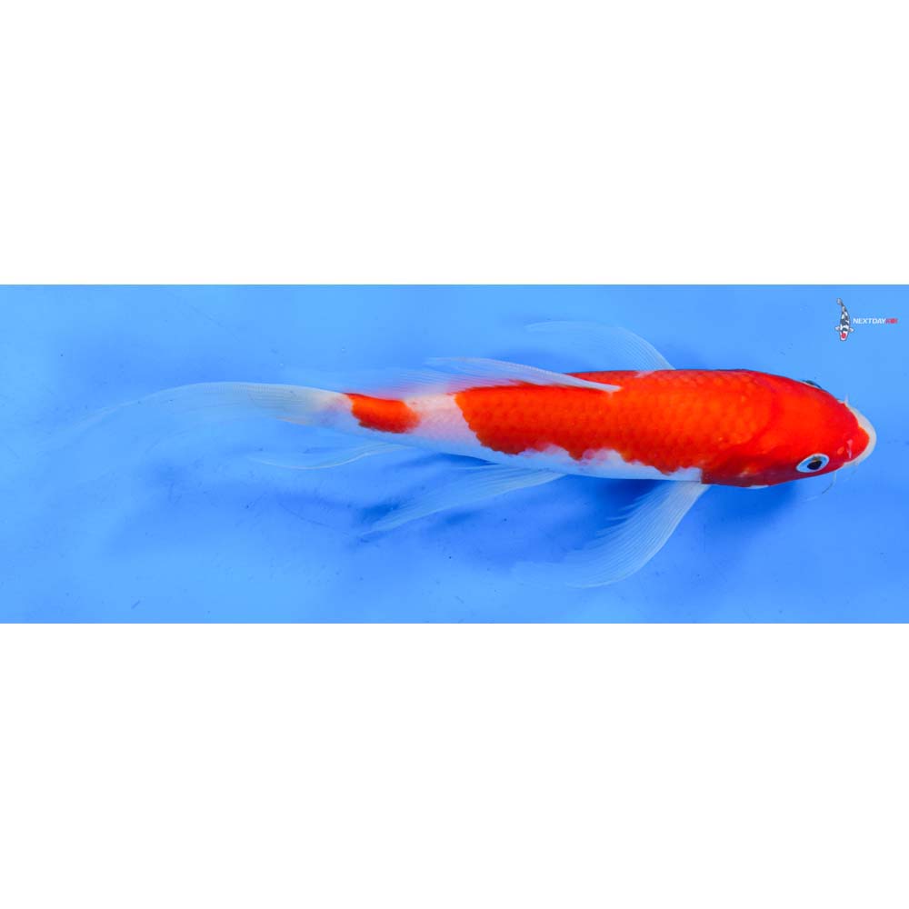 9” Imported Sanke Butterfly Koi
