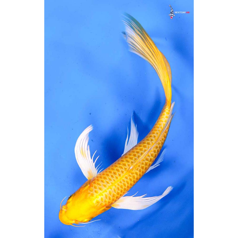 9” Imported Yamabuki Ogon Butterfly Koi