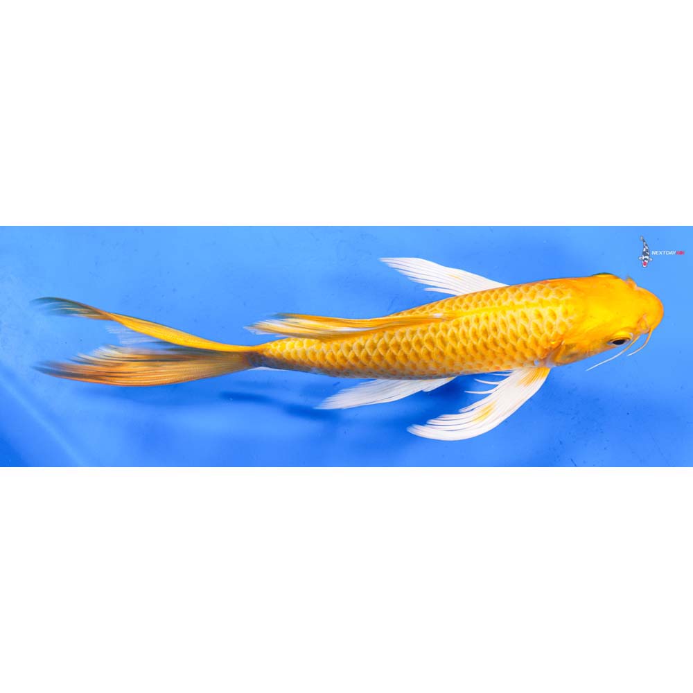 9” Imported Yamabuki Ogon Butterfly Koi