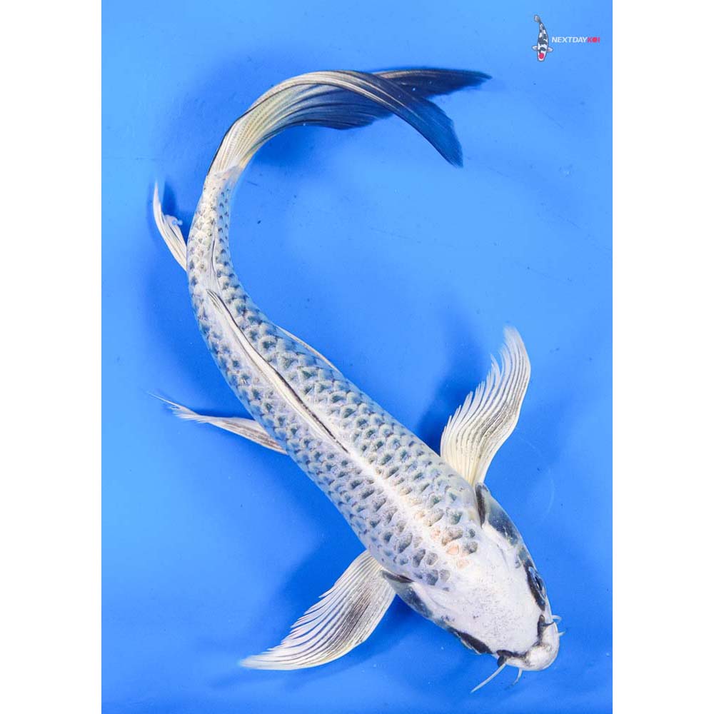 9” Imported Gin Matsuba Butterfly Koi