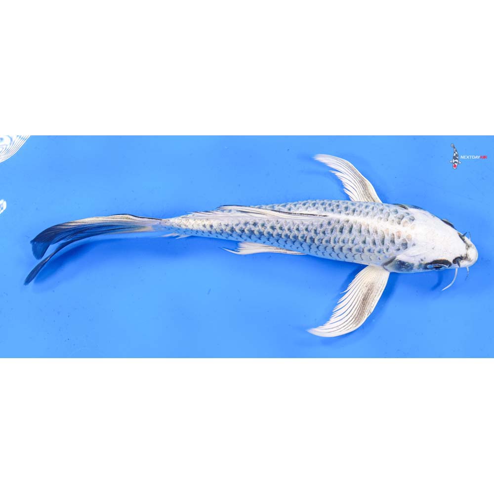 9” Imported Gin Matsuba Butterfly Koi