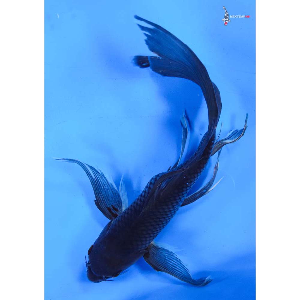 9” Imported Soragoi Butterfly Koi