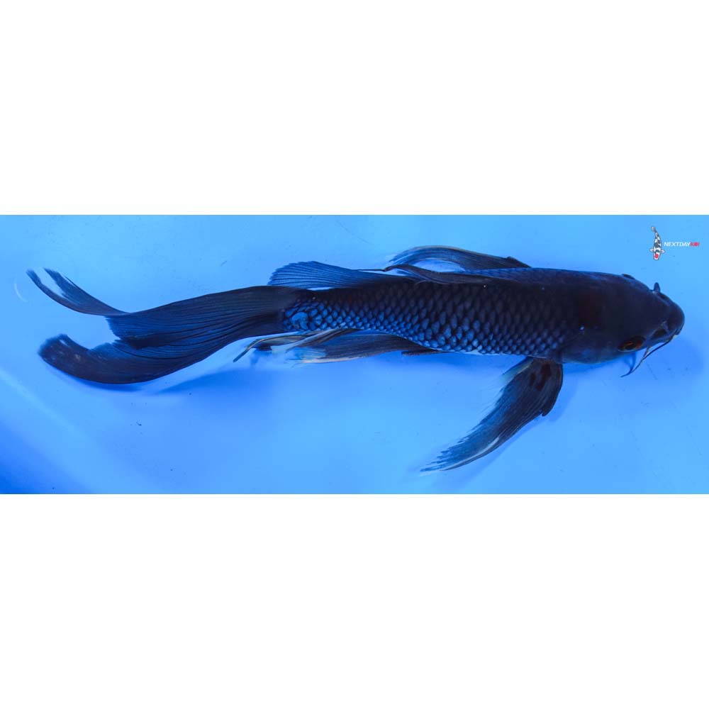 9” Imported Soragoi Butterfly Koi