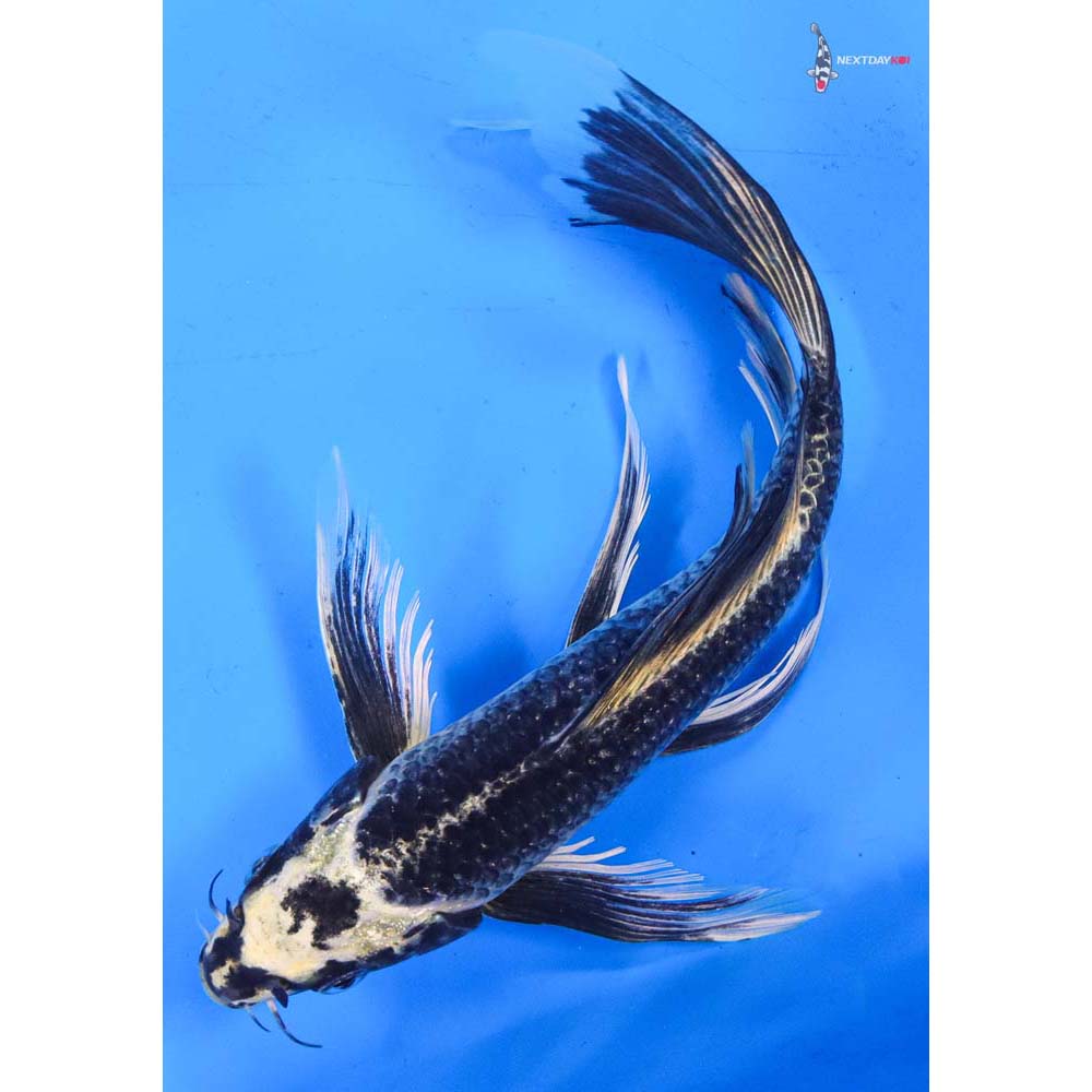 9” Imported Kujaku Butterfly Koi