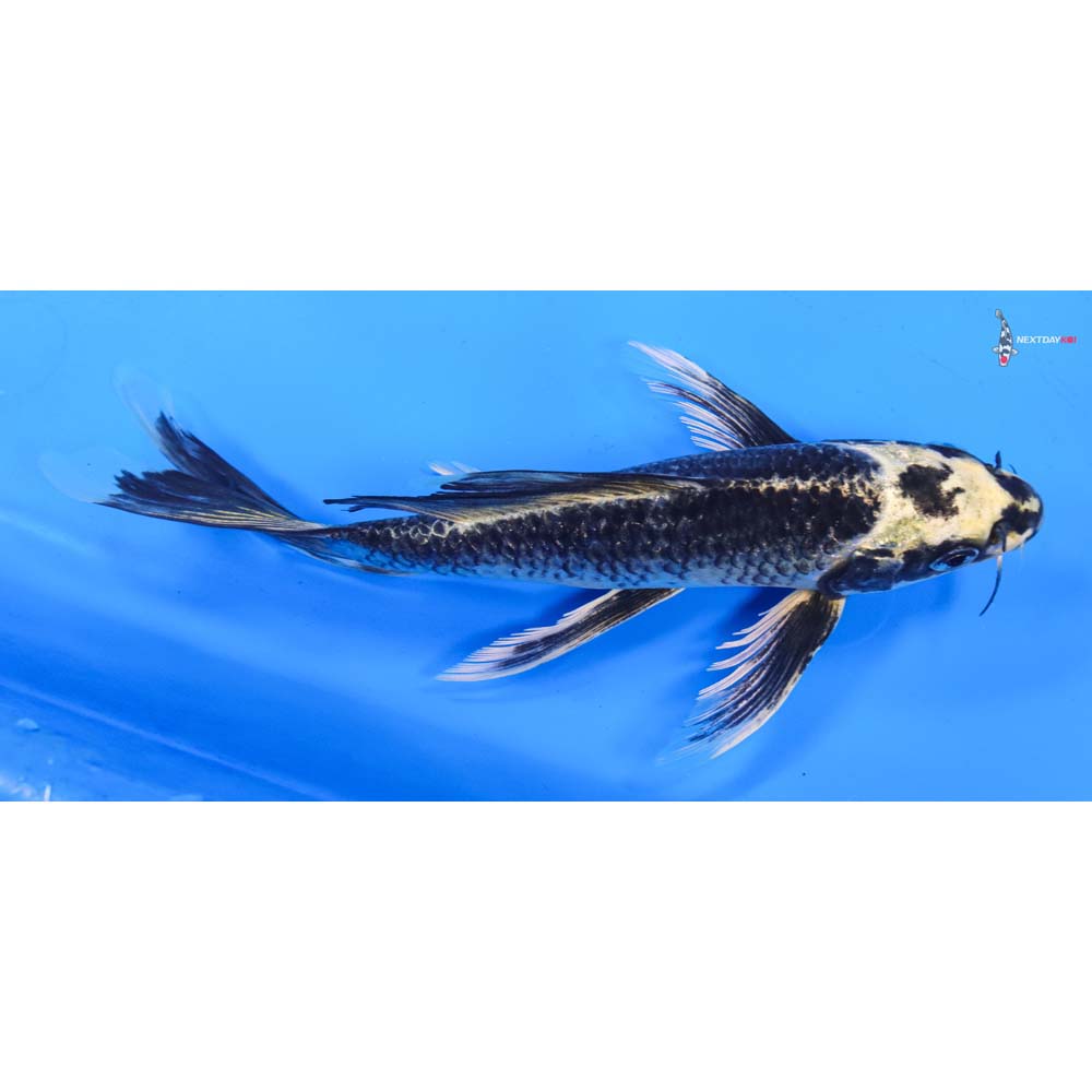 9” Imported Kujaku Butterfly Koi