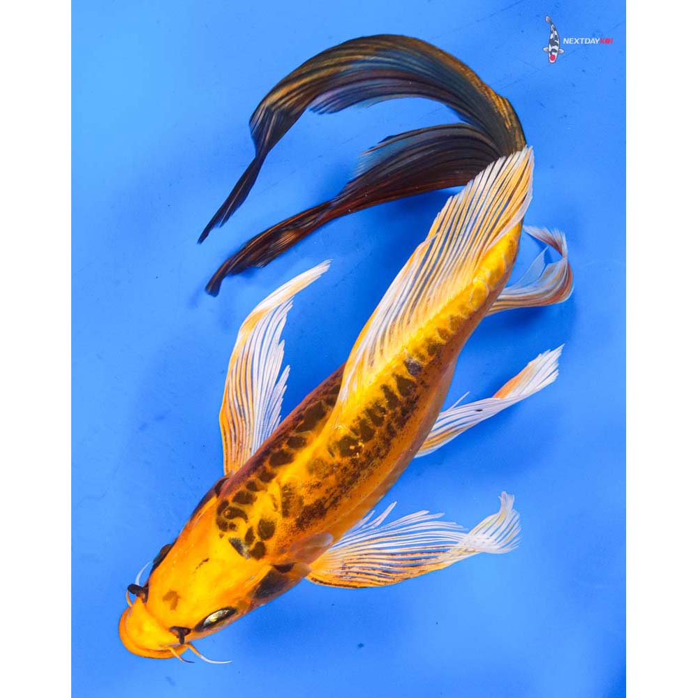 10” Imported Kin Kikokuryu Butterfly Koi