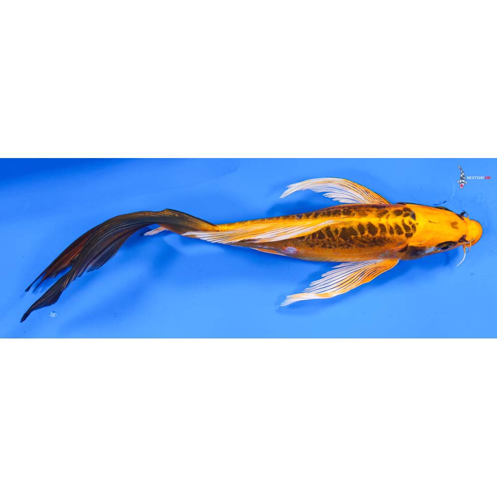 10” Imported Kin Kikokuryu Butterfly Koi