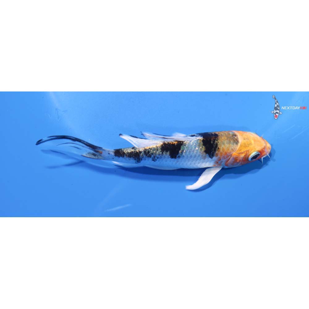 4.5” Imported Yamato Nishiki Butterfly Koi