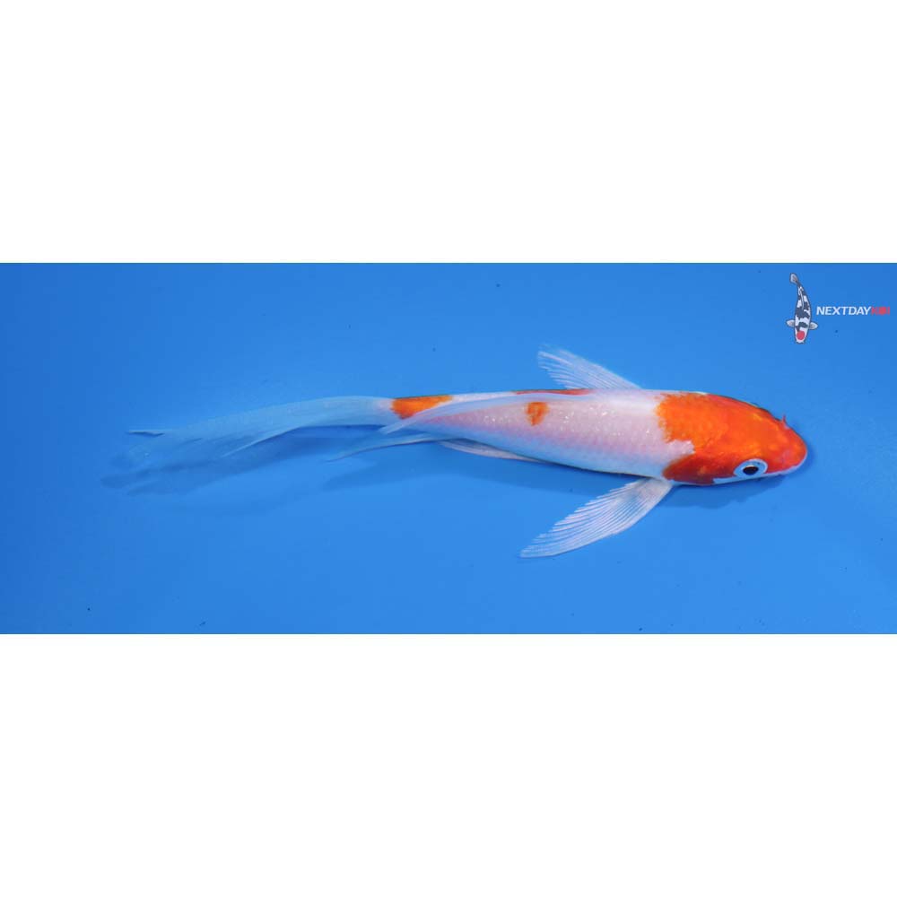 4.5” Imported Hariwake Butterfly Koi