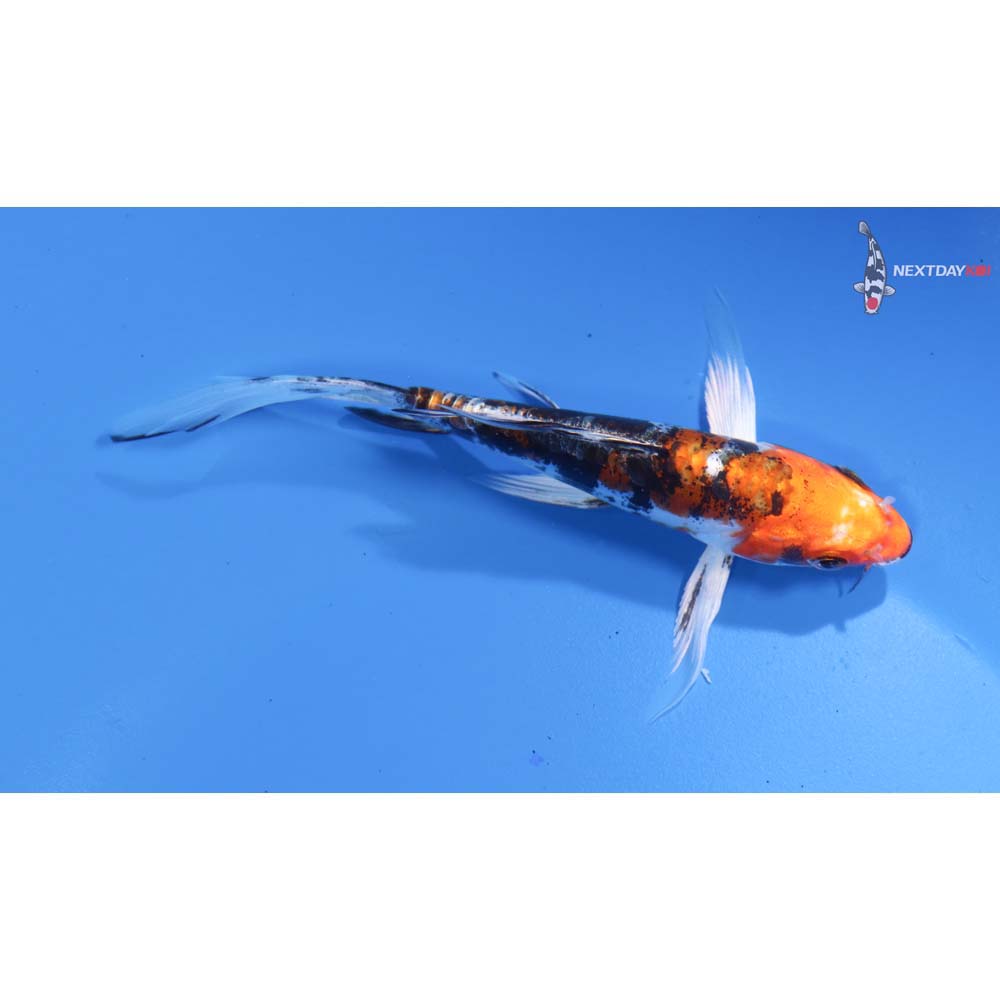 4.5” Imported Heisei Nishiki Butterfly Koi