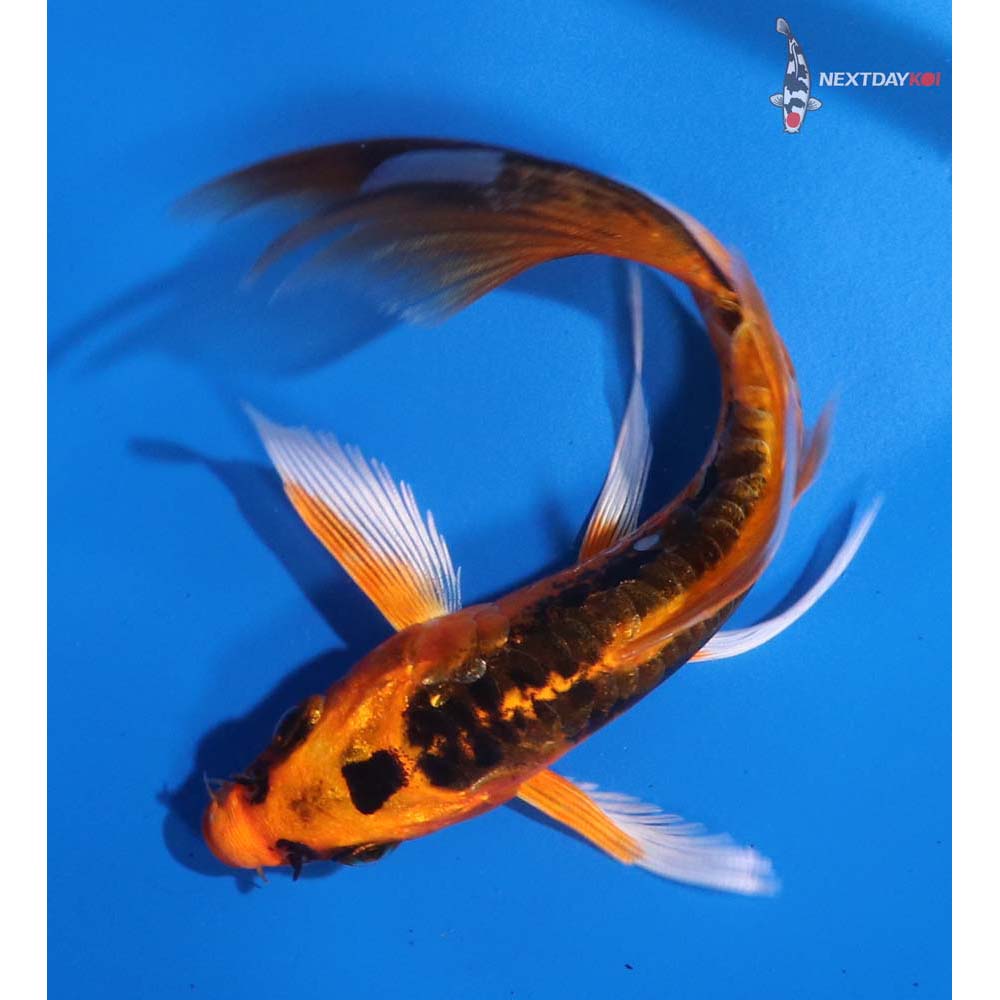 4.5” Imported Kin Kikokuryu Butterfly Koi