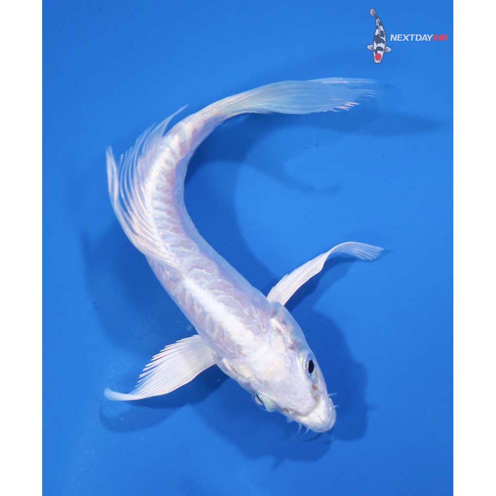 4” Imported Doitsu Platinum Ogon Butterfly Koi