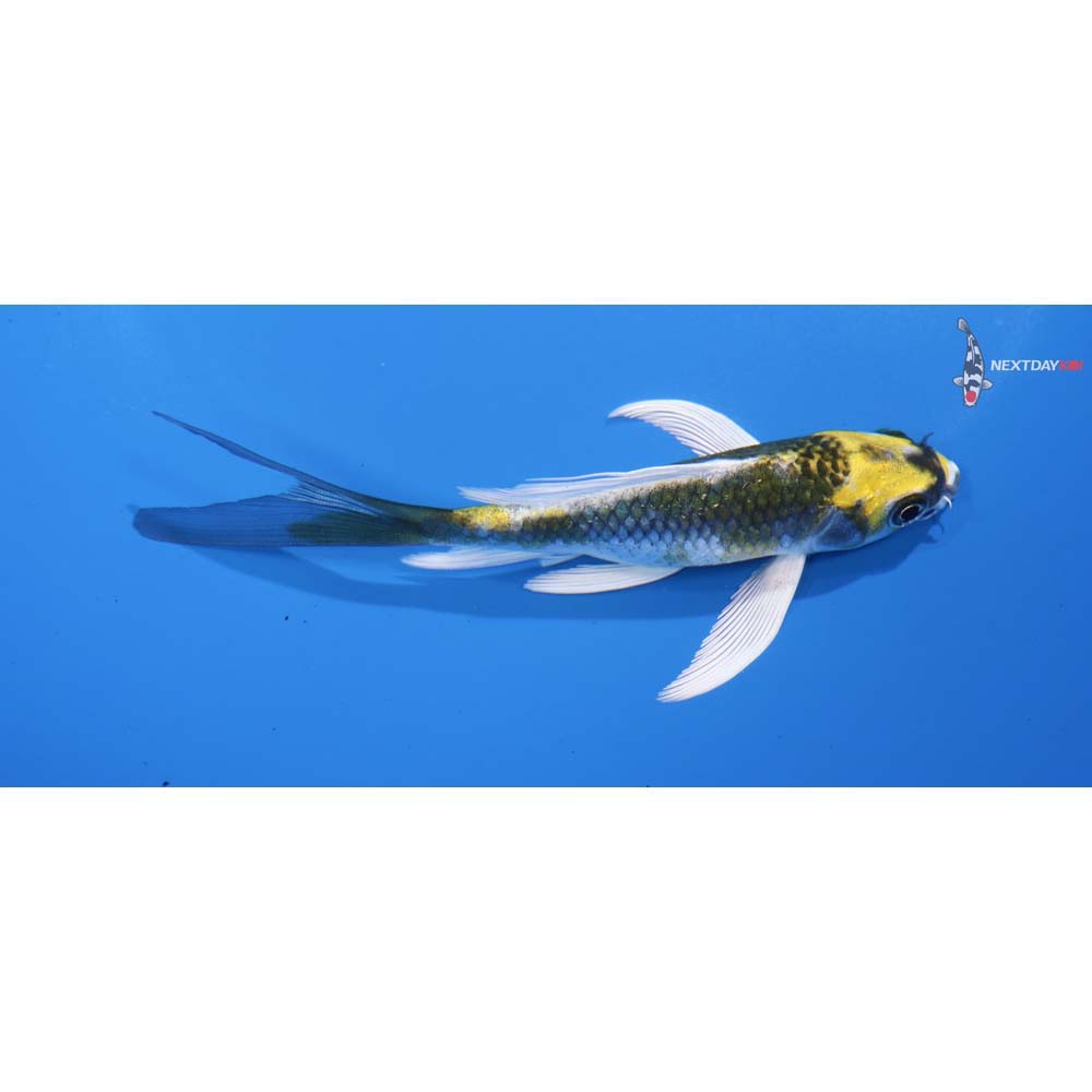 4.5” Imported Ki Matsuba Butterfly Koi