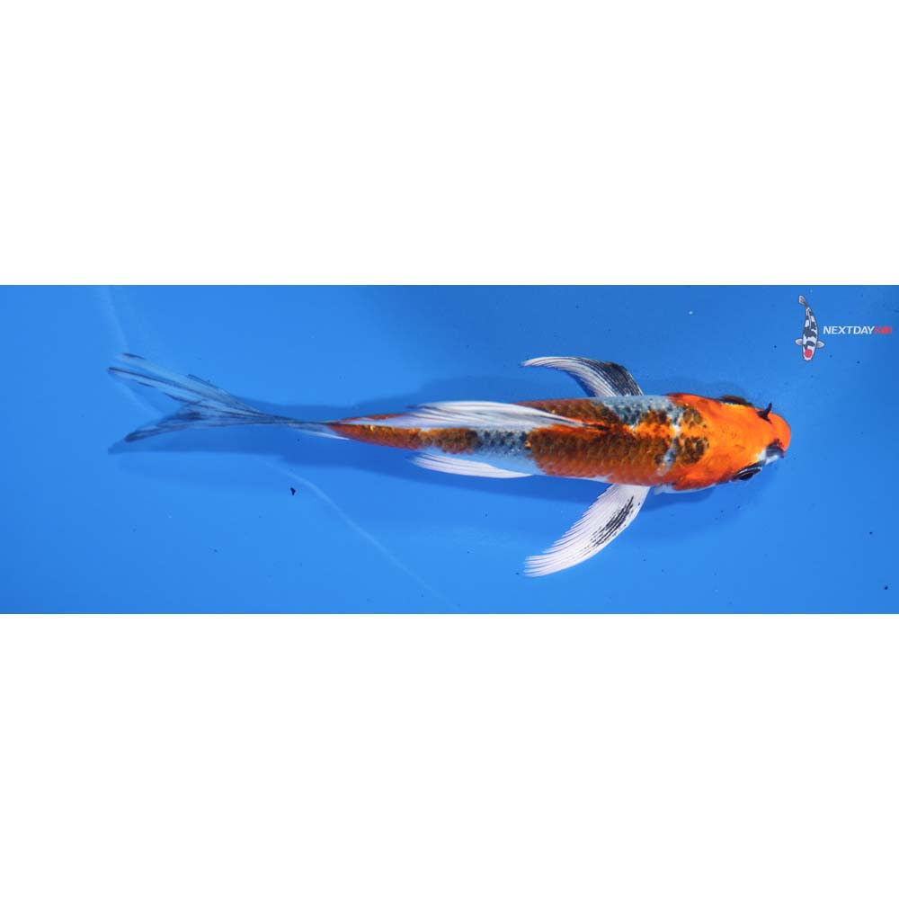 4.5” Imported Kujaku Butterfly Koi