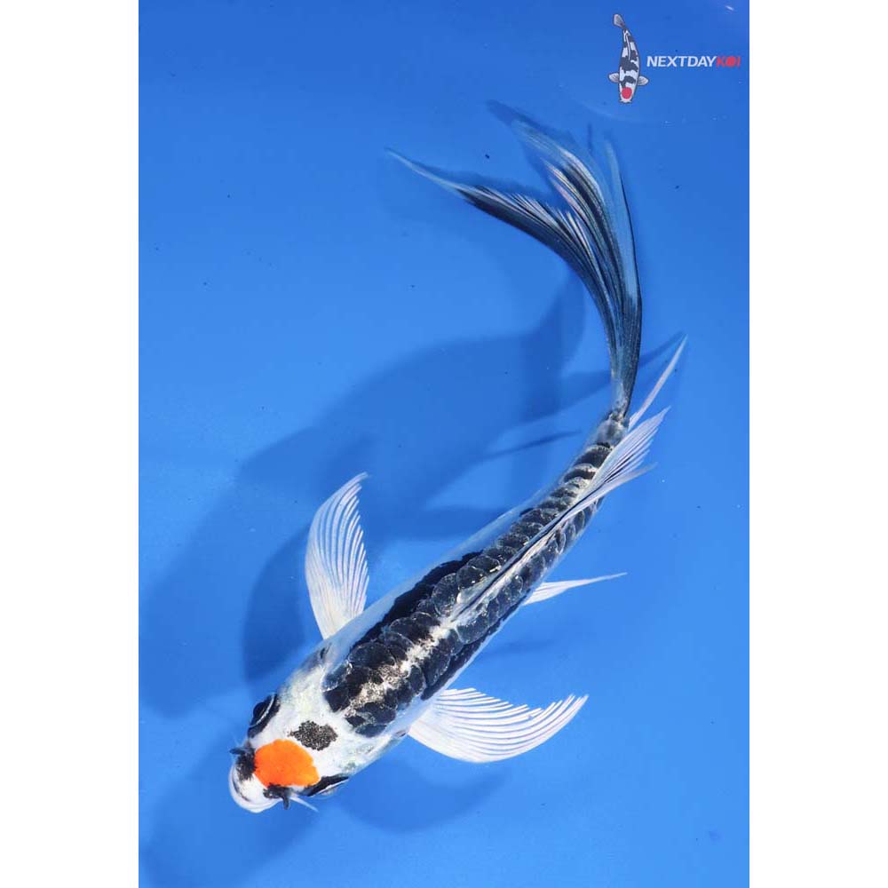 5” Imported Kin Kikokuryu Butterfly Koi