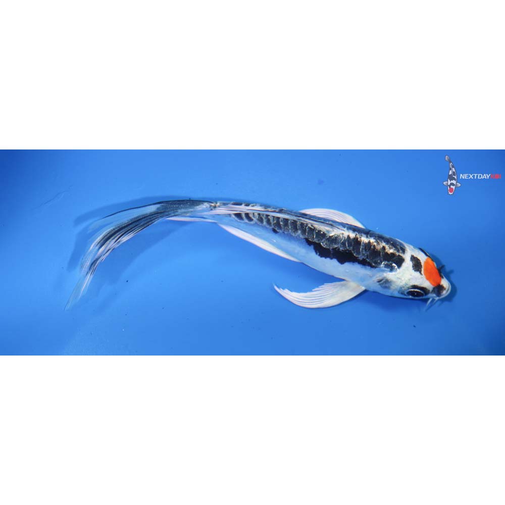 5” Imported Kin Kikokuryu Butterfly Koi