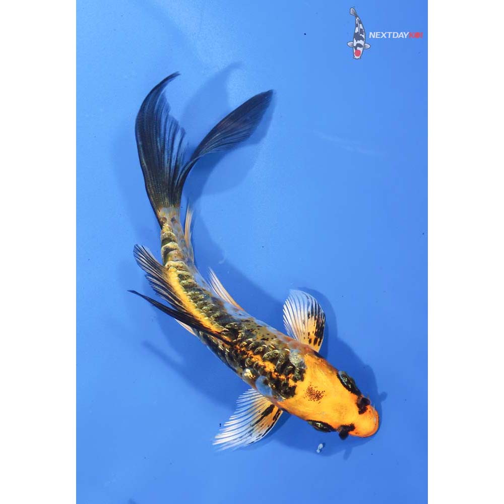 5” Imported Gin Rin Armor Scaled Ki Matsuba Butterfly Koi
