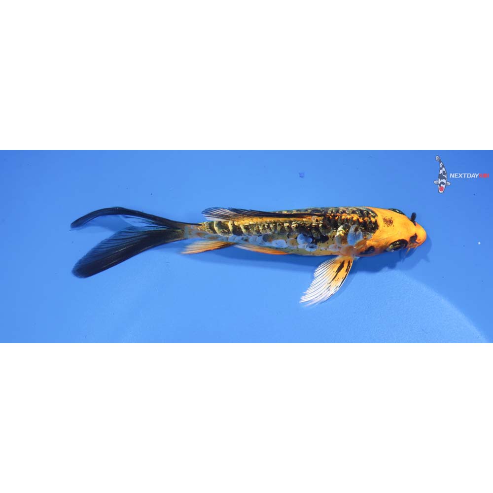 5” Imported Gin Rin Armor Scaled Ki Matsuba Butterfly Koi