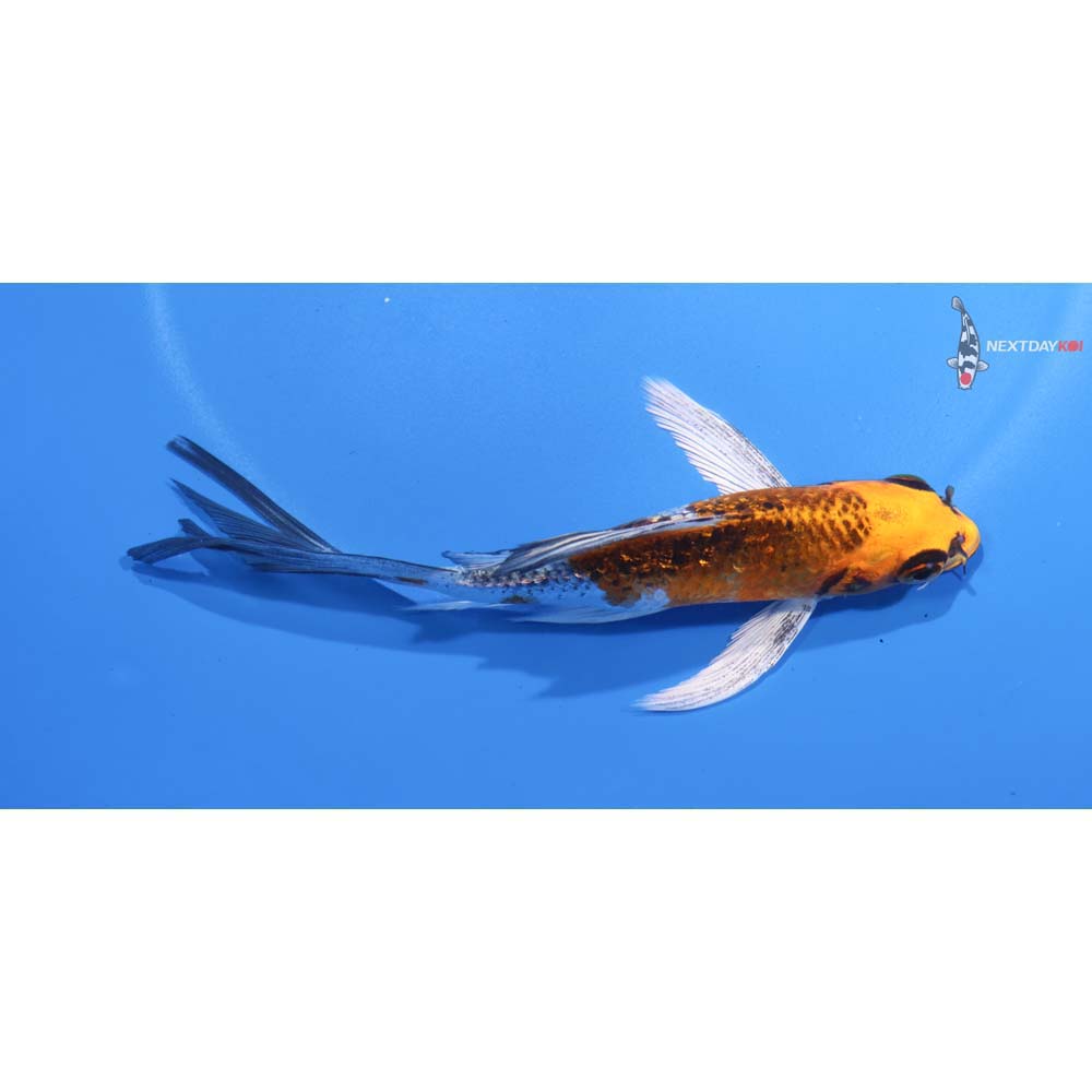 5” Imported Kujaku Butterfly Koi