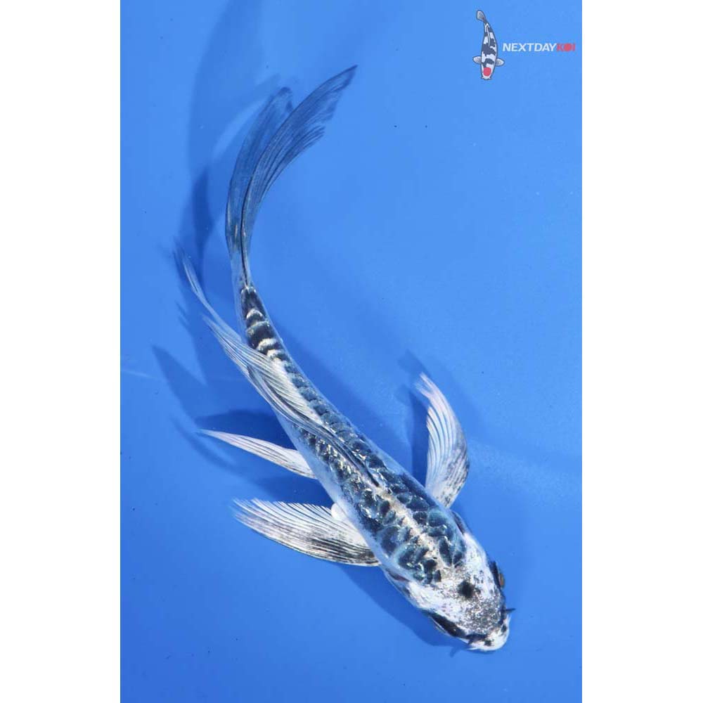 5” Imported Kikokuryu Butterfly Koi