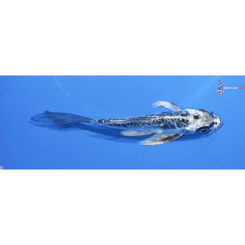 5” Imported Kikokuryu Butterfly Koi