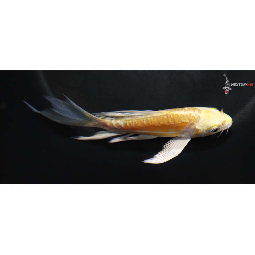 5” Imported Doitsu Yamabuki Ogon Butterfly Koi