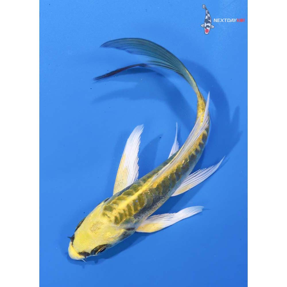 5.5” Imported Kin Kikokuryu Butterfly Koi