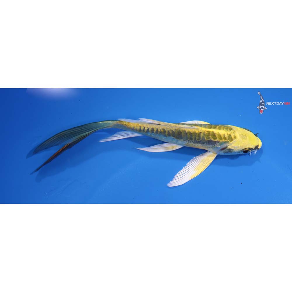 5.5” Imported Kin Kikokuryu Butterfly Koi
