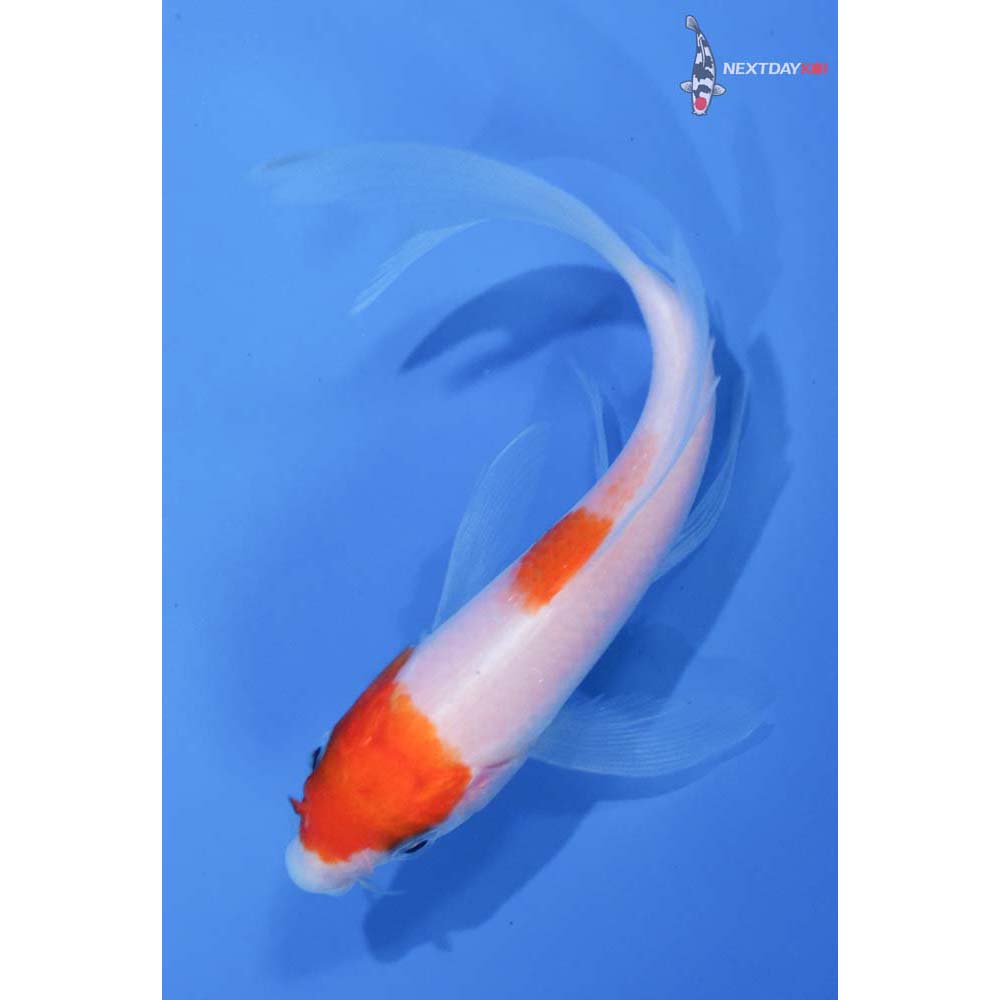 4.5” Imported Kohaku Butterfly Koi
