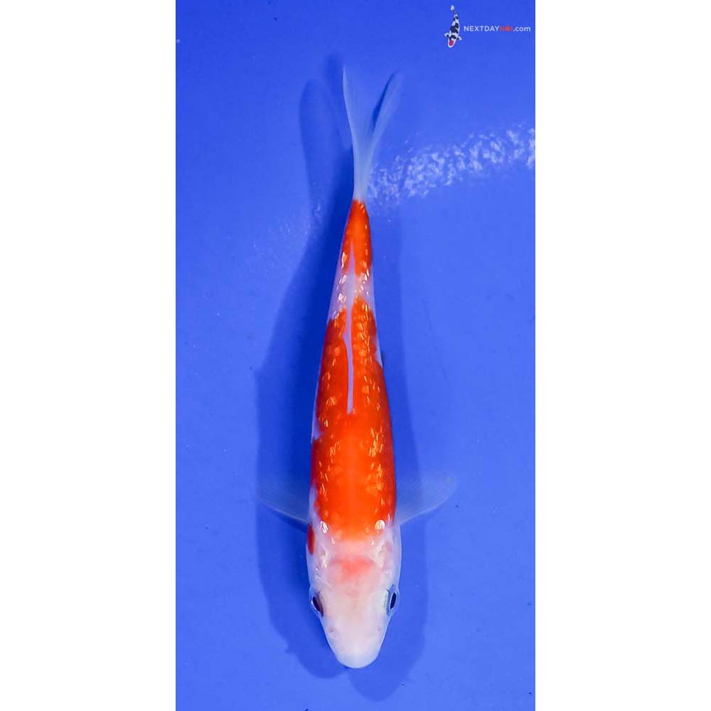 4” Imported Gin Rin Kohaku