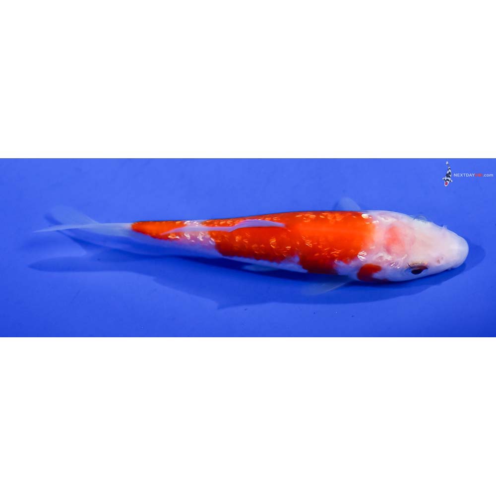 4” Imported Gin Rin Kohaku