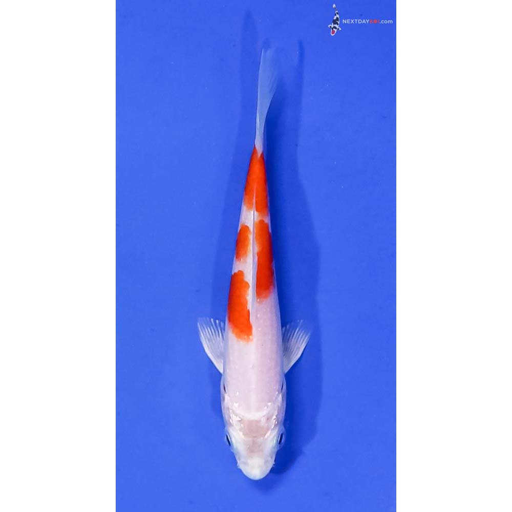 4” Imported Hariwake